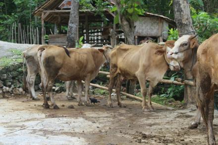 Usaha Peternakan Sapi di Dusun Banyuurip Desa Jatimulyo